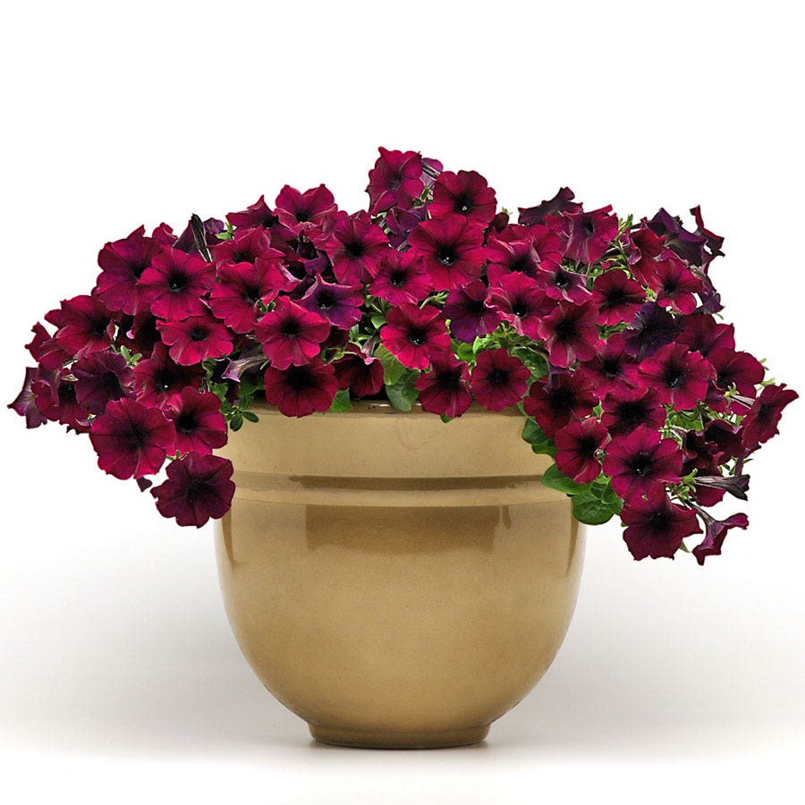 Easy Wave® Burgundy Velour Petunia Seeds
