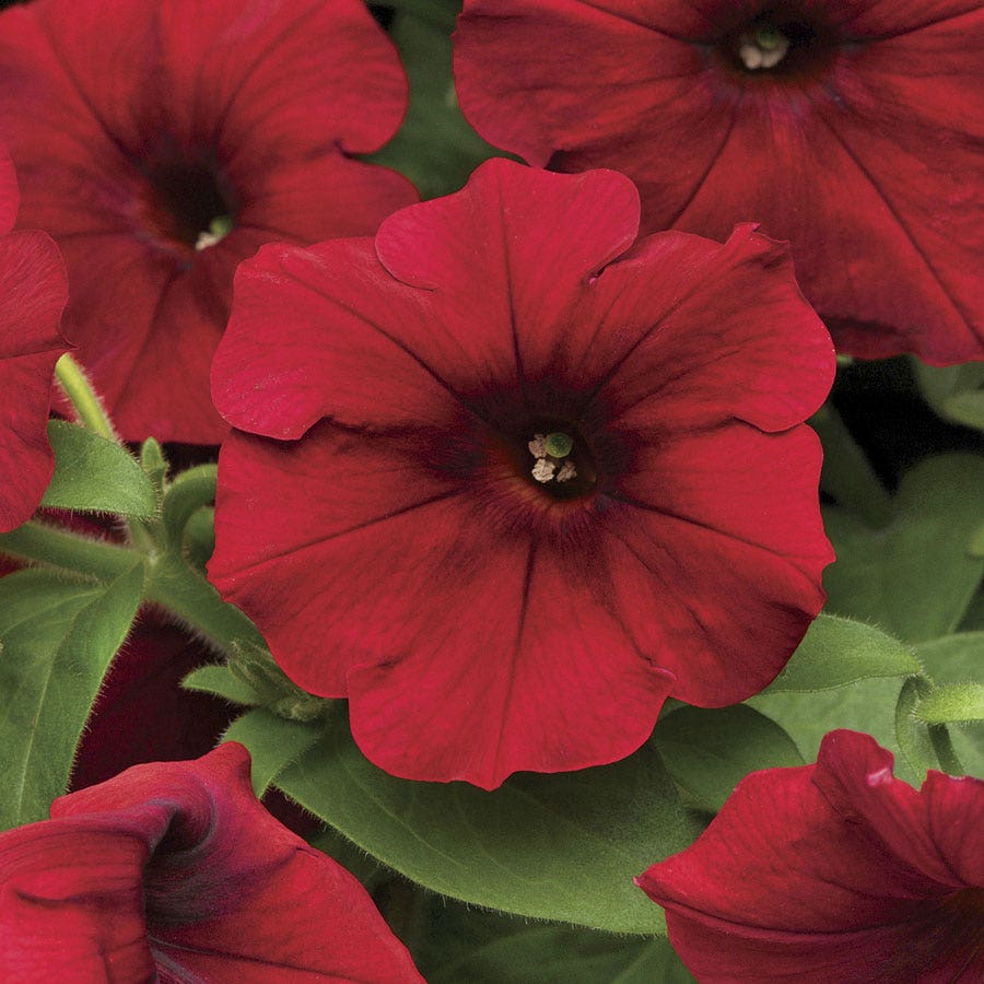 petunia seeds on plant Petunia Easy Wave Velour Red F1 Seed Pelleted / 100 Seeds / Untreated