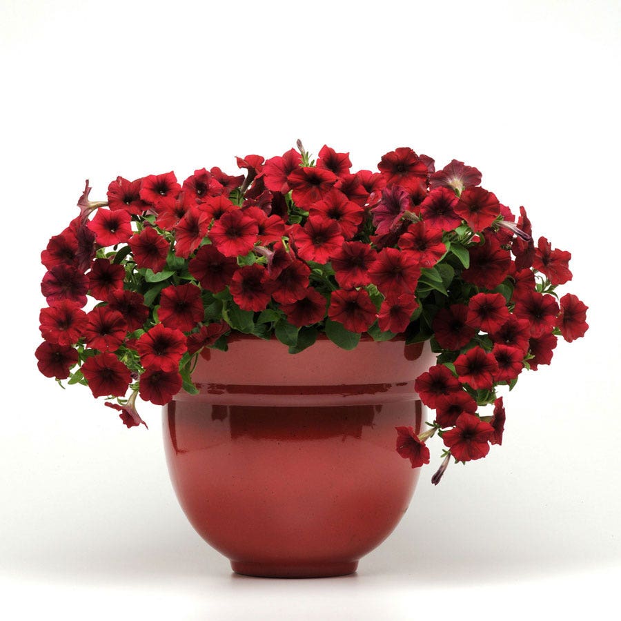 Easy Wave® Red Velour Petunia Seeds