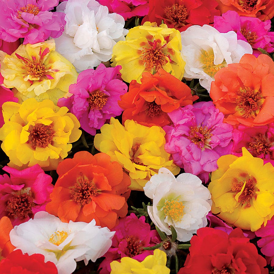 portulaca mixed flower seeds Happy Trails™ Mix Portulaca Seeds – Park Seed