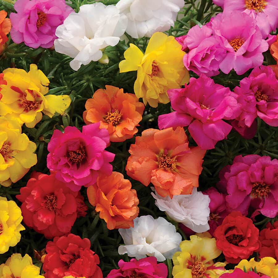 grow moss rose from seeds Happy Hour™ Mix Moss Rose Seeds – Park Seed