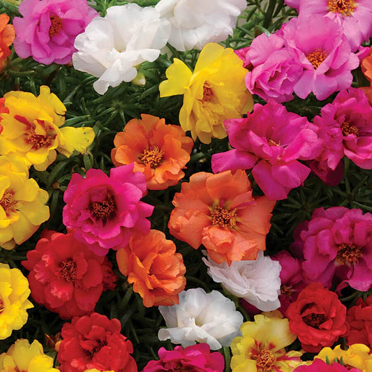 Happy Hour™ Mix Moss Rose Seeds