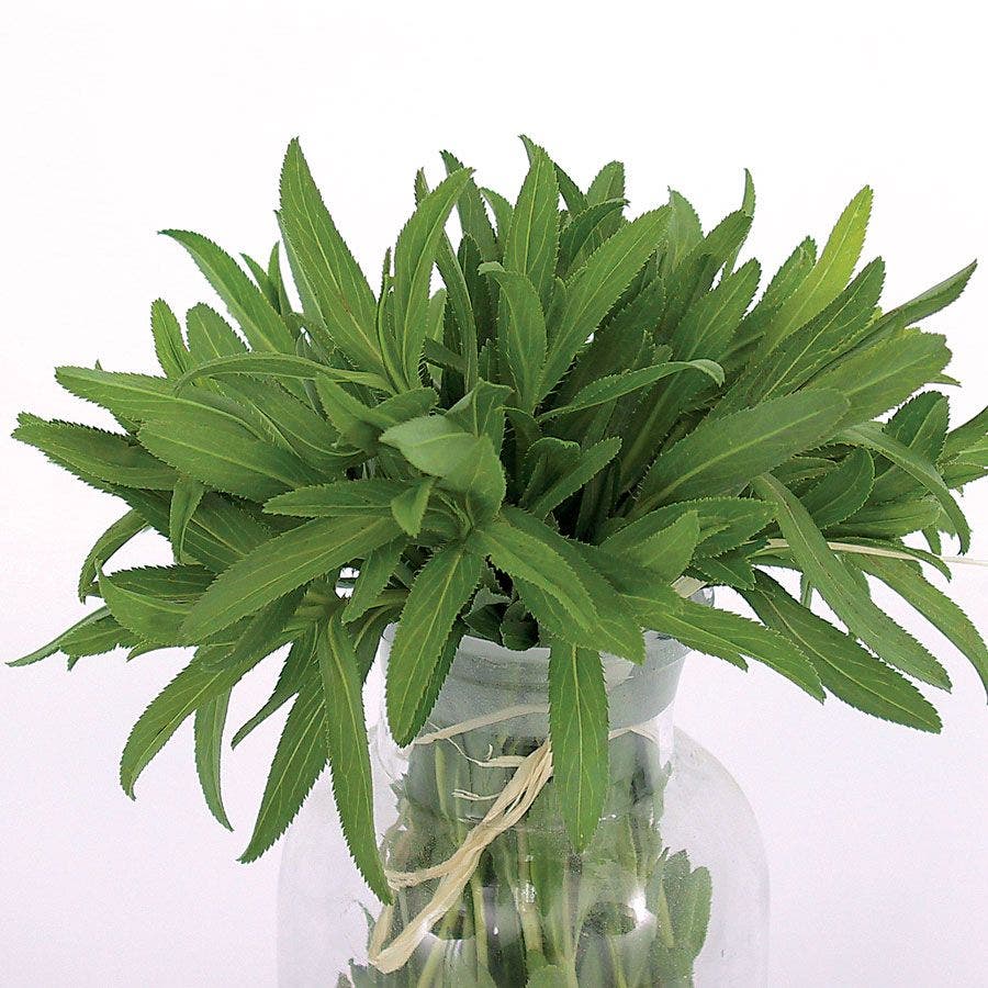 Mexican Organic Tarragon Seeds