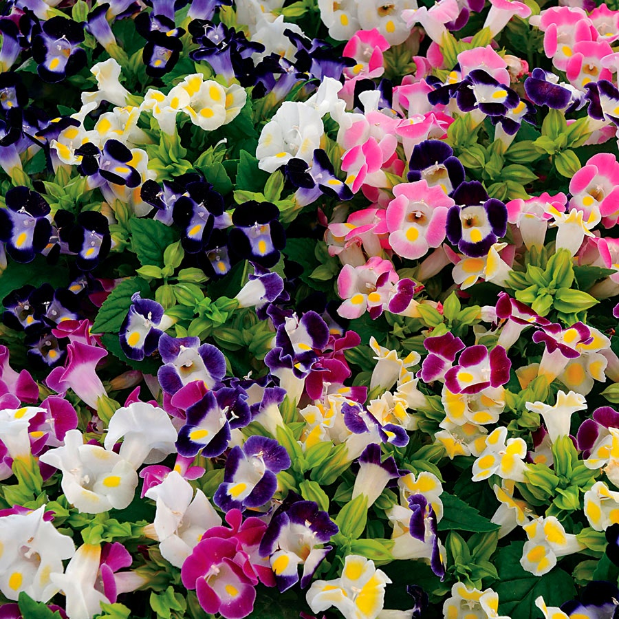 torenia flower seeds Kauai ™ Mix Torenia Seeds