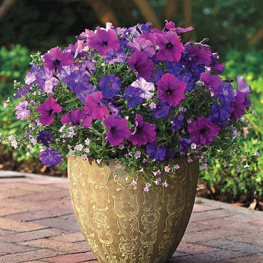 Fuseables® Healing Waters Petunia-Bacopa Seeds