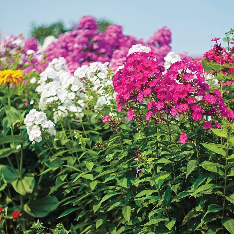 phlox flower seeds for sale Bee's Bouquet Hardy Phlox Seeds