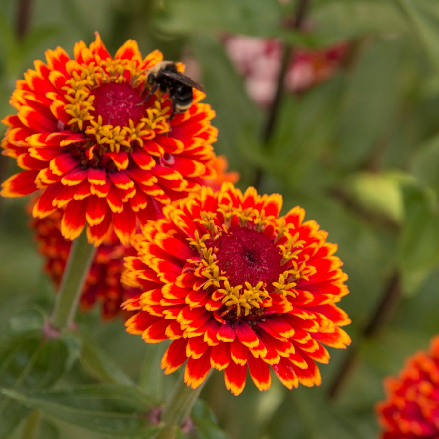 tiger flower seeds Crouching Tiger Zinnia Seeds – Park Seed