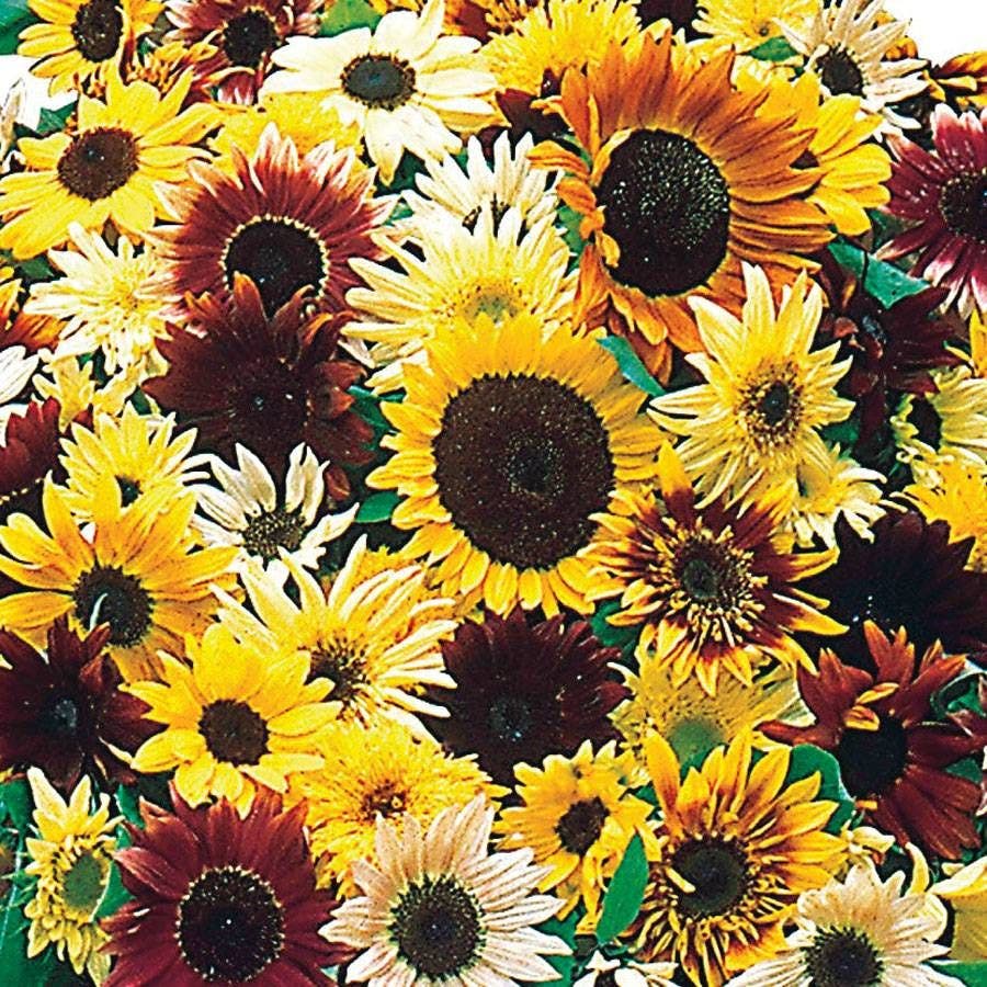 monet garden seeds Monet's Palette Mix Hybrid F1 Sunflower Seeds