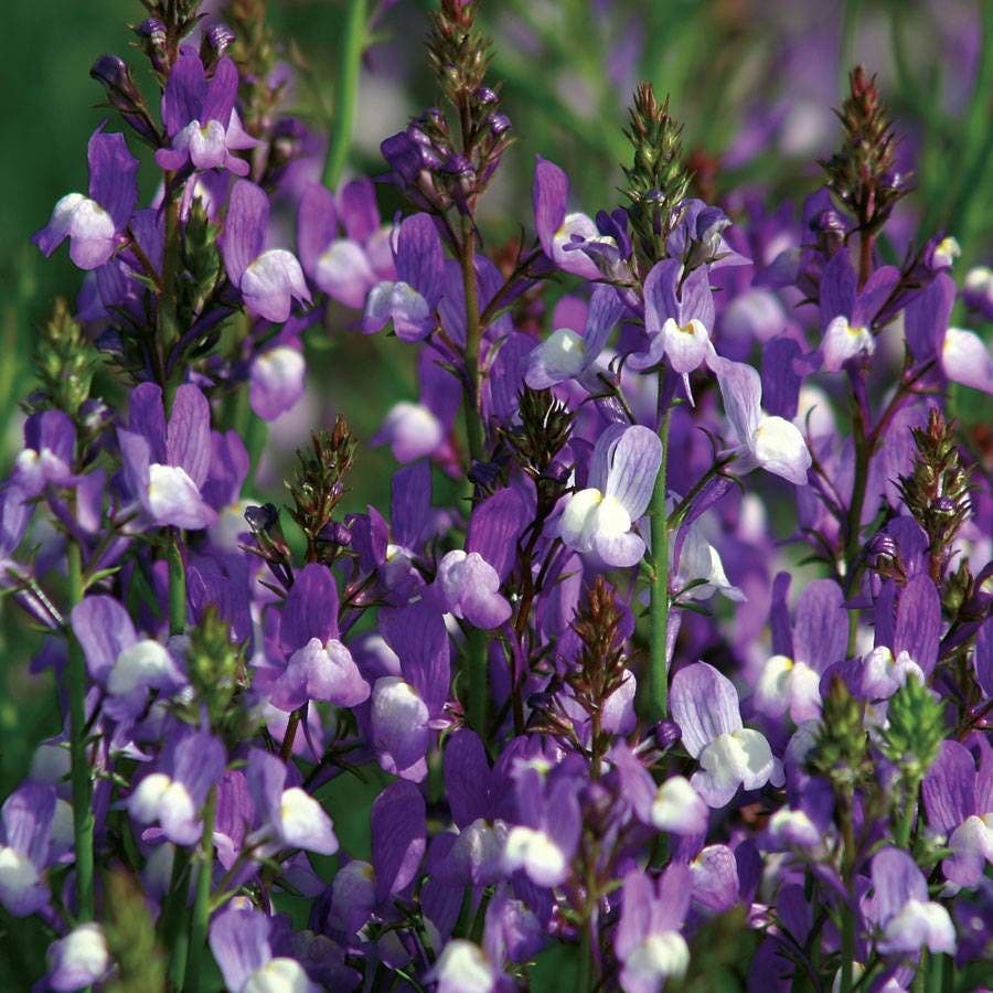 'Licilia Azure' False Snapdragon Seeds