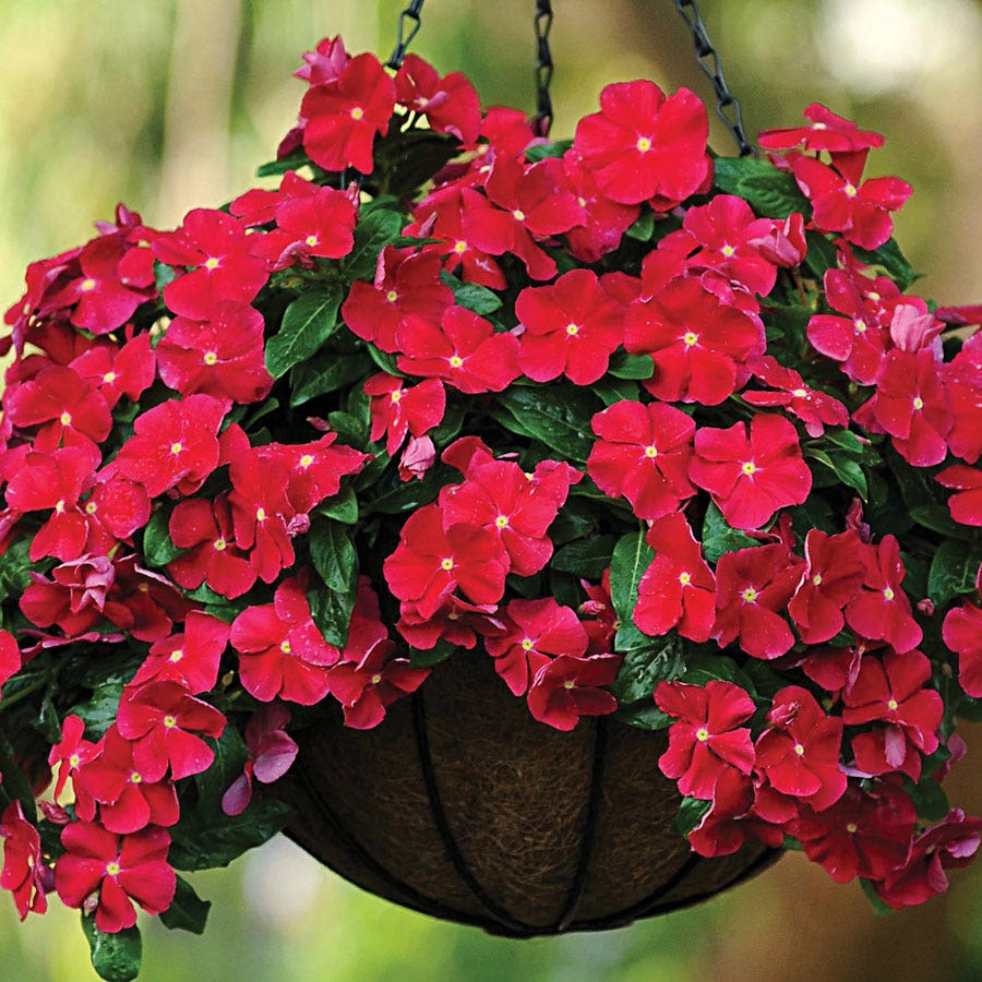 mediterranean hanging plants Mediterranean XP Dark Red Vinca Seeds – Park Seed