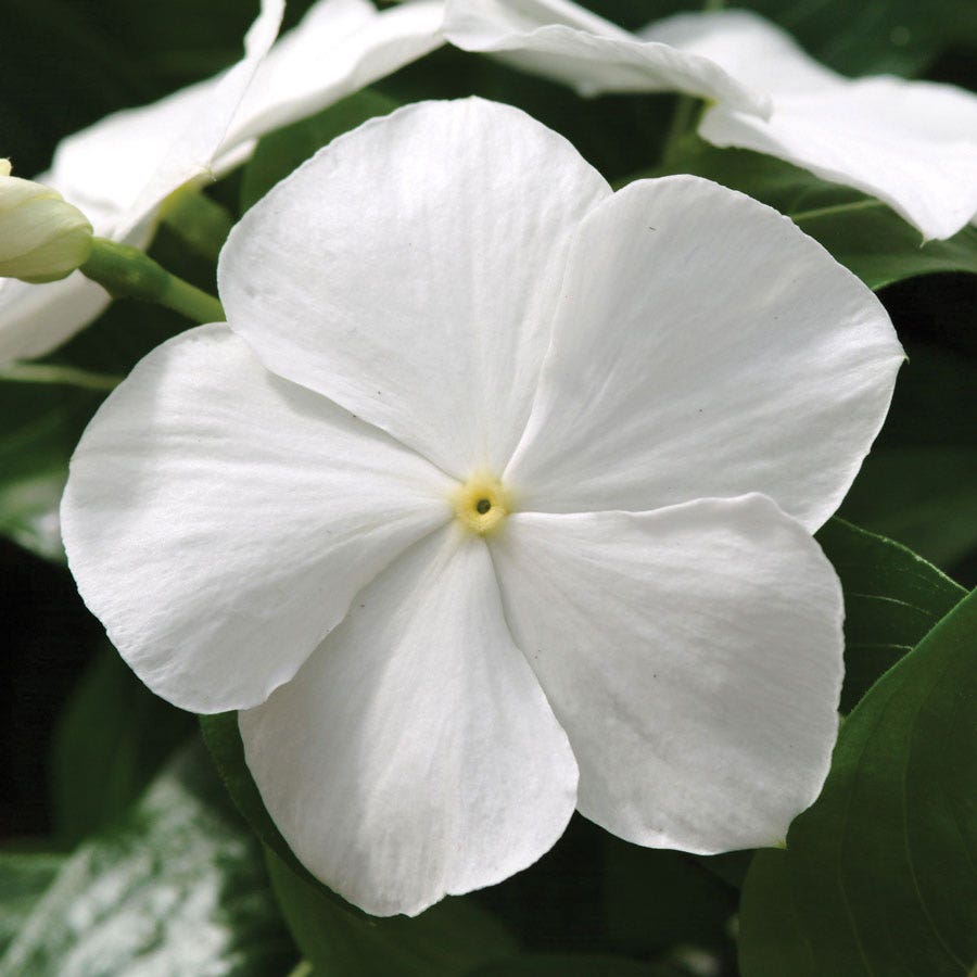 vinca flower seed Mediterranean XP White Vinca Seeds – Park Seed