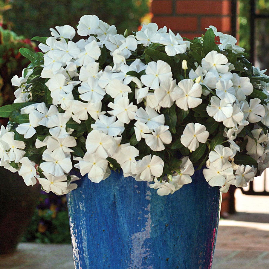Mediterranean XP White Vinca Seeds