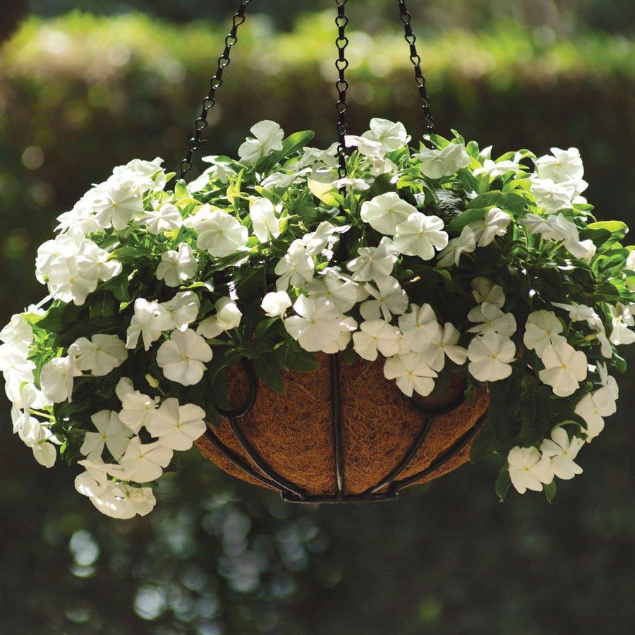 Mediterranean XP White Vinca Seeds