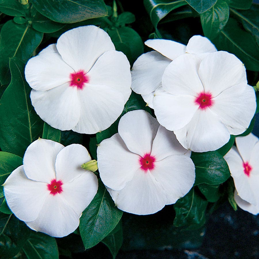 vinca flower seed Pacifica XP Polka Dot Vinca Seeds