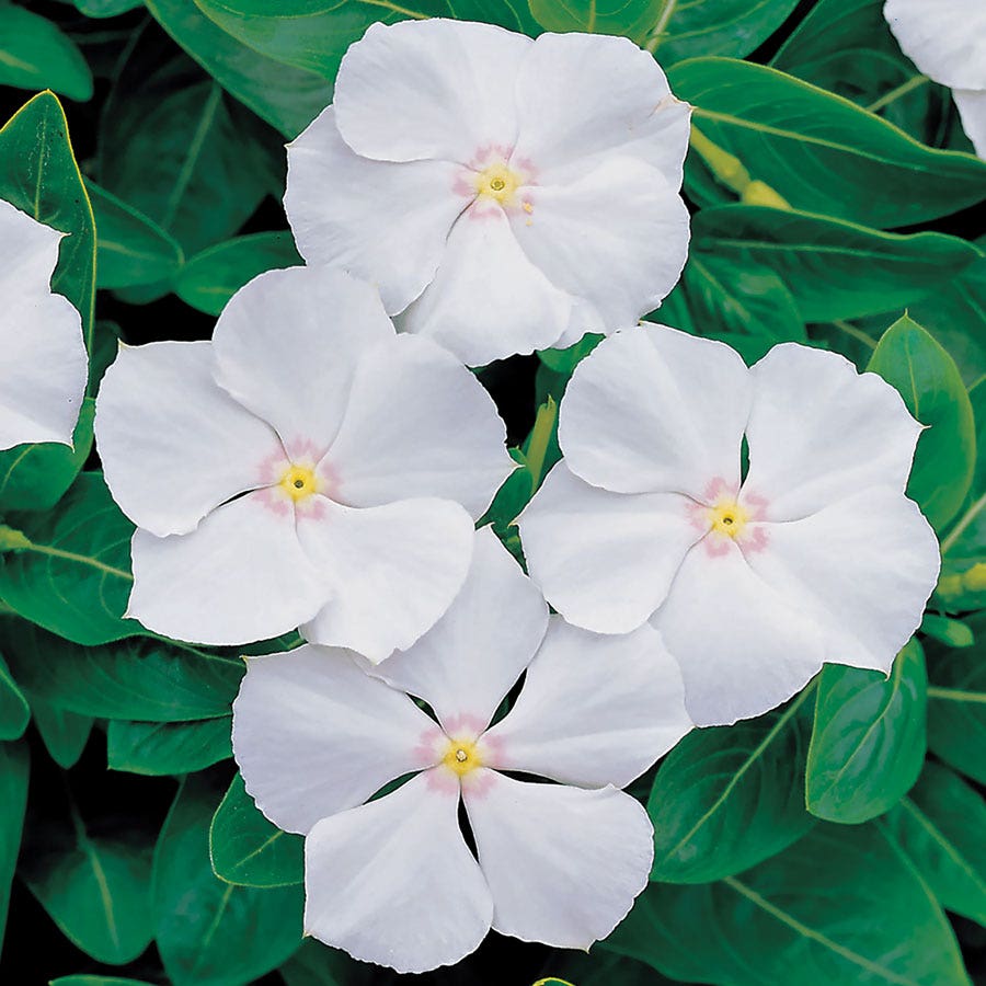 vinca flower seeds Pacifica XP White Vinca Seeds