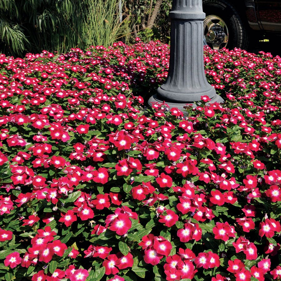 Pacifica XP Burgundy Halo Vinca Seeds