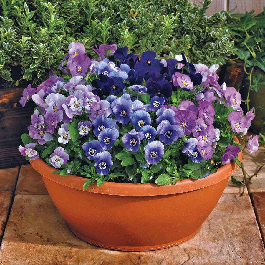 blackberry potting mix Admire® Blackberry Mix Viola Seeds