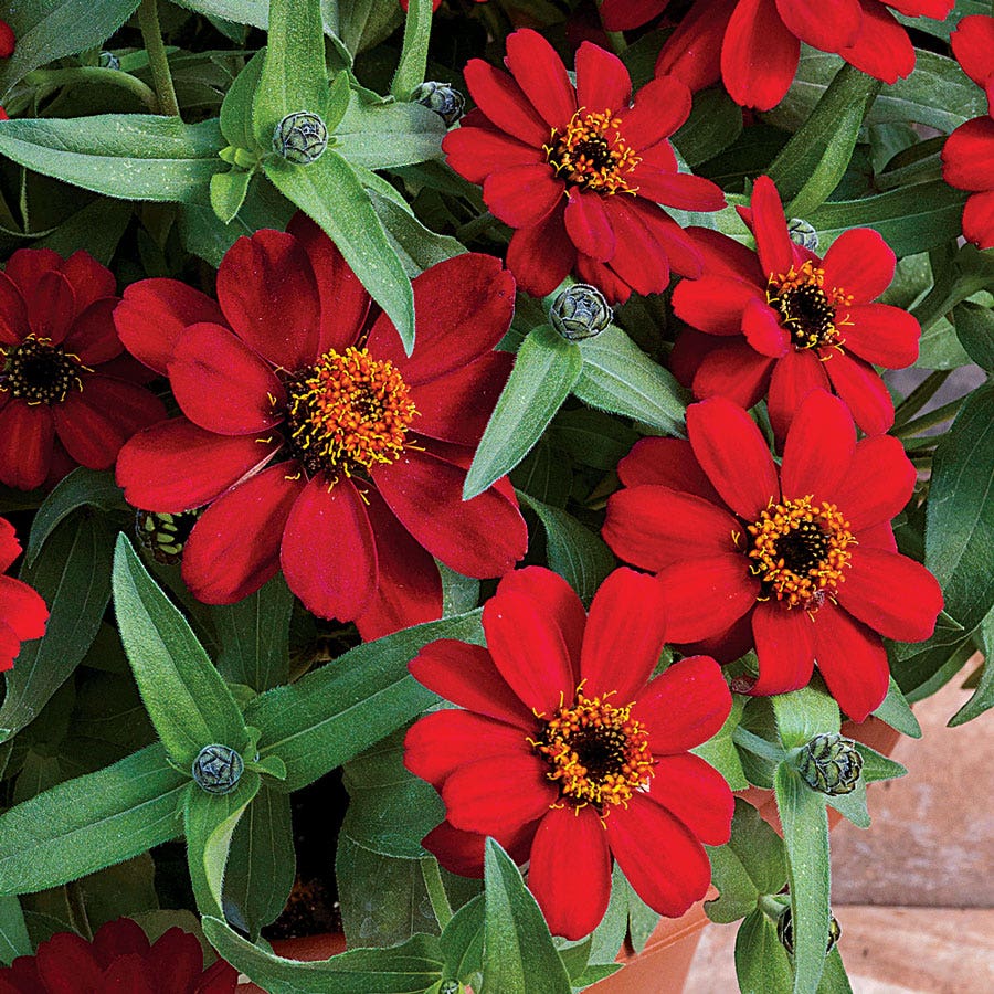 Profusion Red Zinnia Seeds