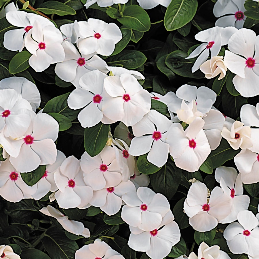 Cora® Cascade Polka Dot Vinca Seeds