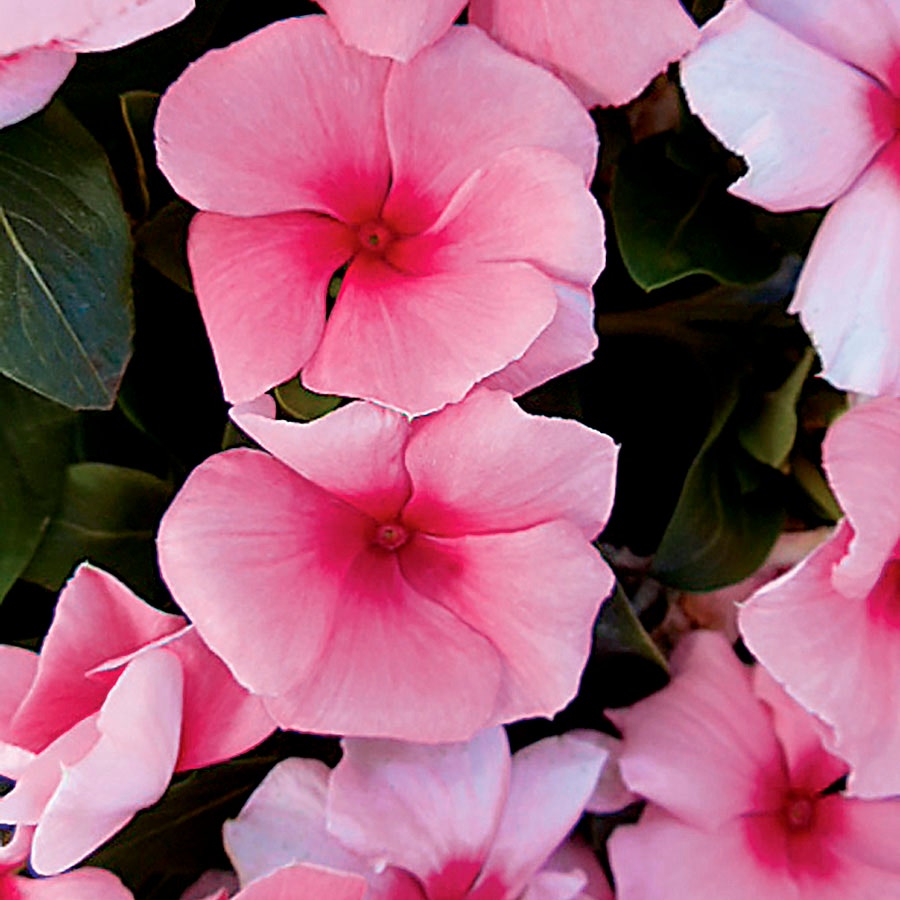 Cora® Cascade Strawberry Vinca Seeds