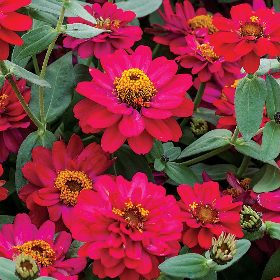 Profusion Double Hot Cherry Zinnia Seeds