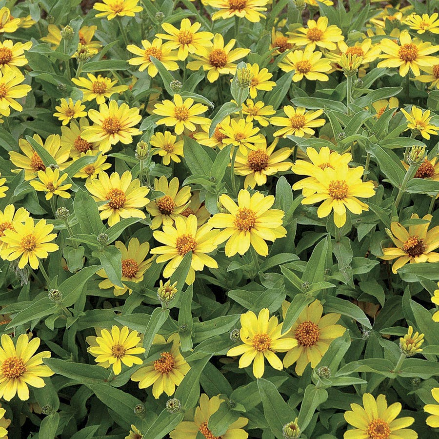 Profusion Yellow Zinnia Seeds