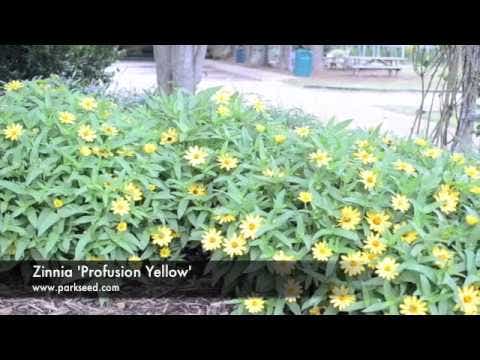 Profusion Yellow Zinnia Seeds
