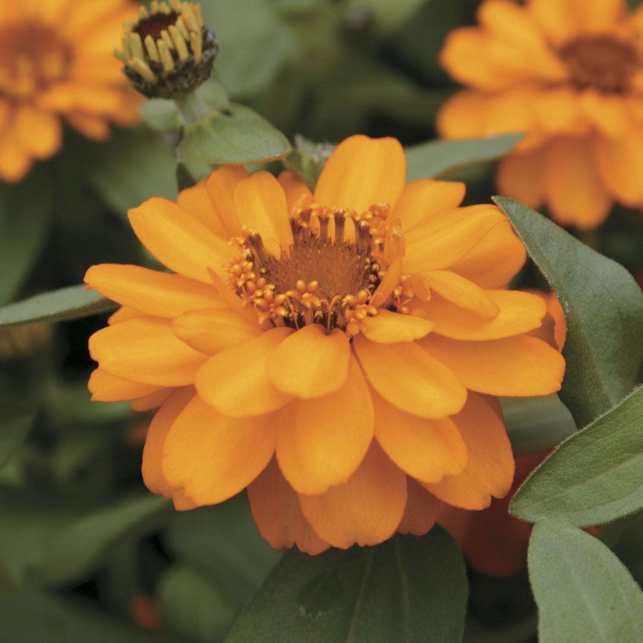 Profusion Double Golden Zinnia Seeds