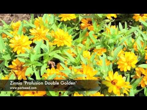 Profusion Double Golden Zinnia Seeds
