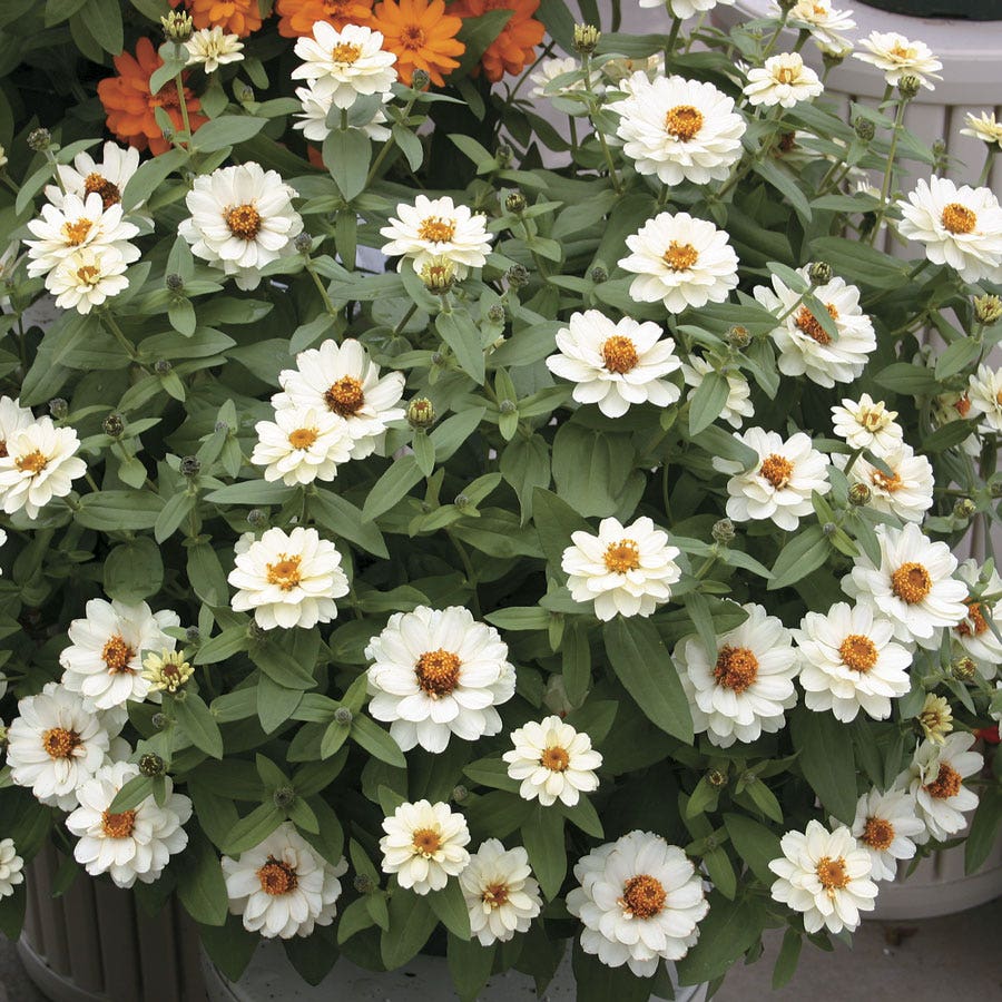 Profusion Double White Zinnia Seeds