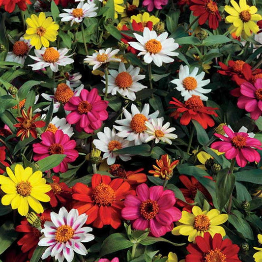 Zahara® Mix Zinnia Seeds