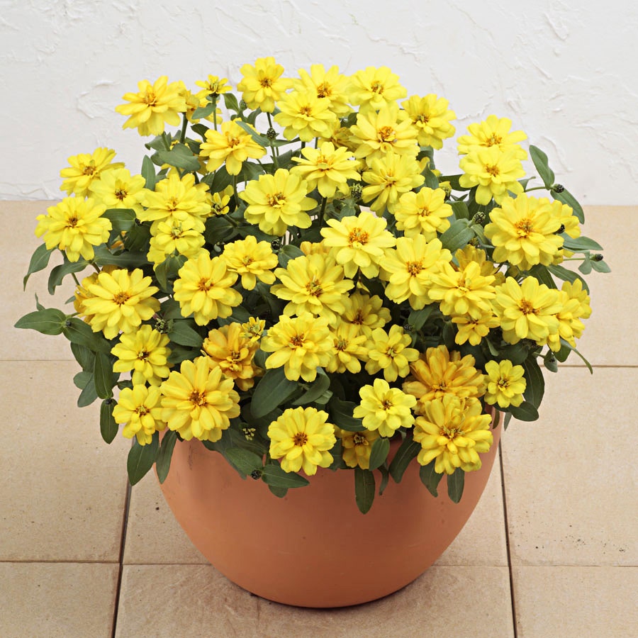 Profusion Double Yellow Zinnia Seeds