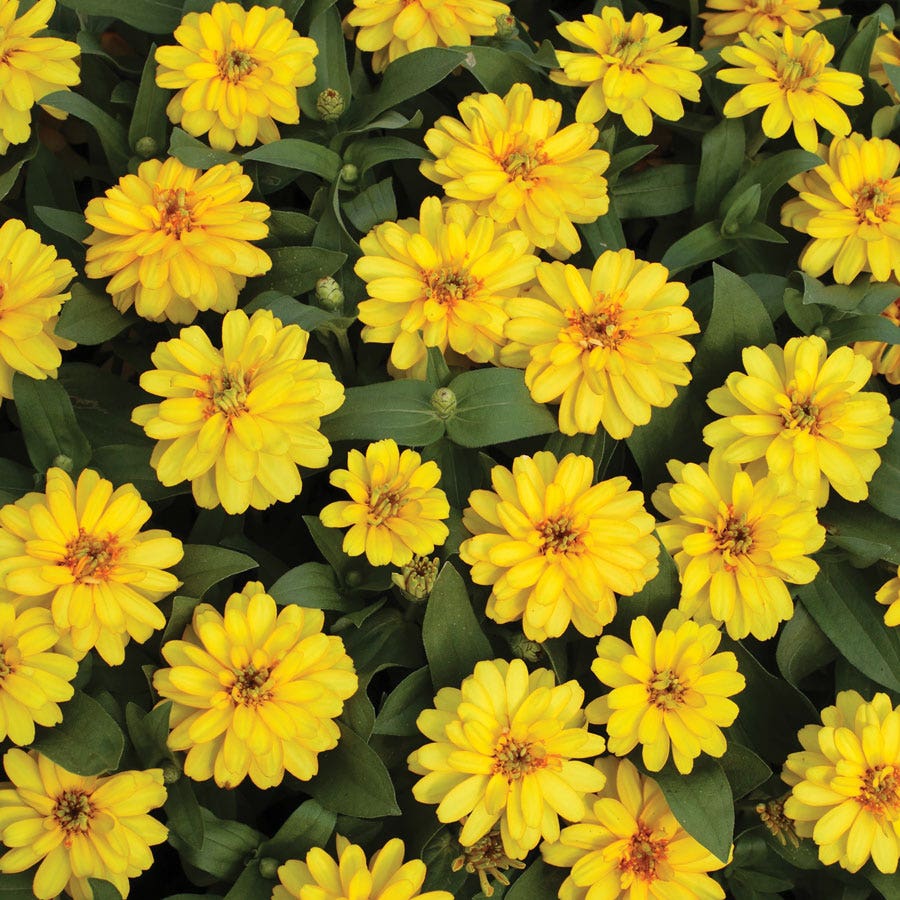 Profusion Double Yellow Zinnia Seeds