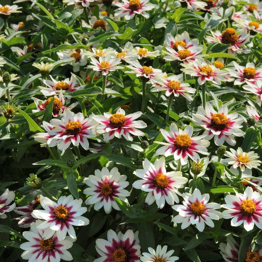 wow starlight rose seed Zahara® Starlight Rose Zinnia Seeds