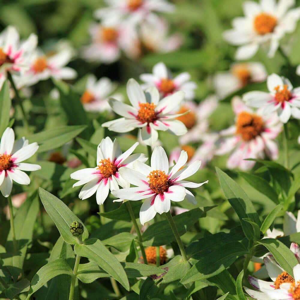 Zahara® Starlight Rose Zinnia Seeds