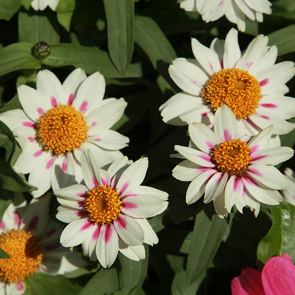 Zahara® Starlight Rose Zinnia Seeds