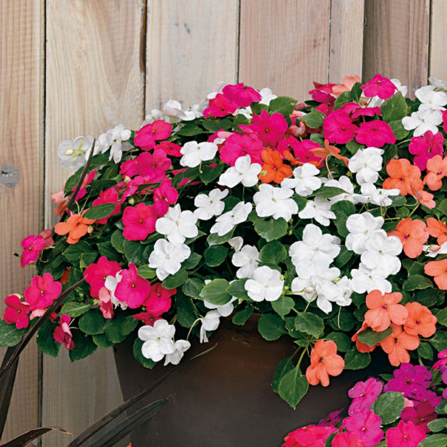 Park Seed Shady Lady II Mix Hybrid Impatiens Seeds
