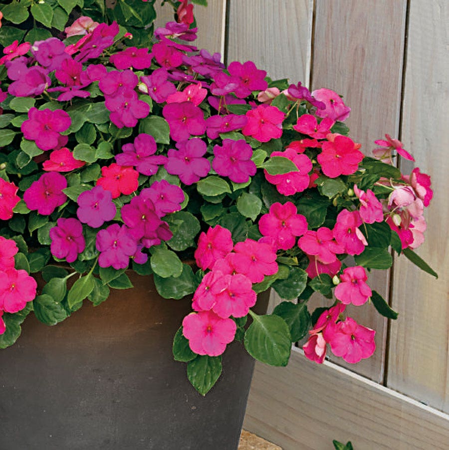 pink lady flower seeds Park Seed Shady Lady II Glow Girl Hybrid Impatiens Seeds