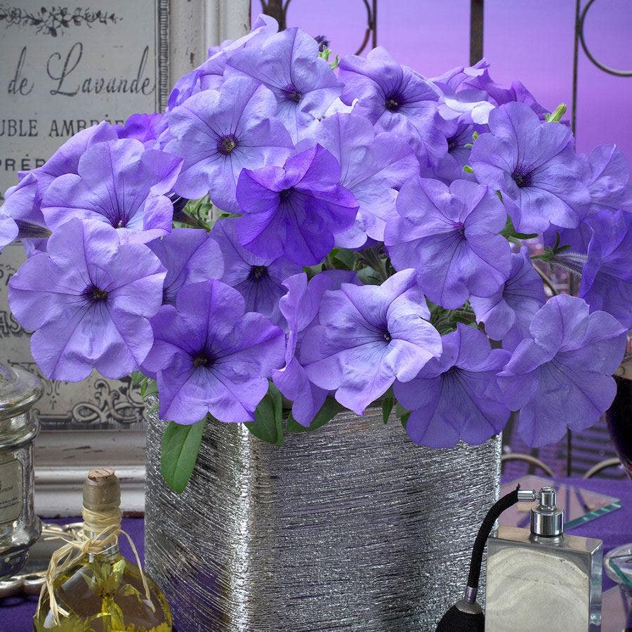 Evening Scentsation™ Petunia Seeds