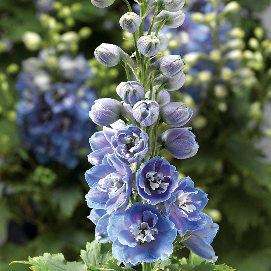 plant delphinium seeds in fall Delphina™ Light Blue White Bee Delphinium Seeds