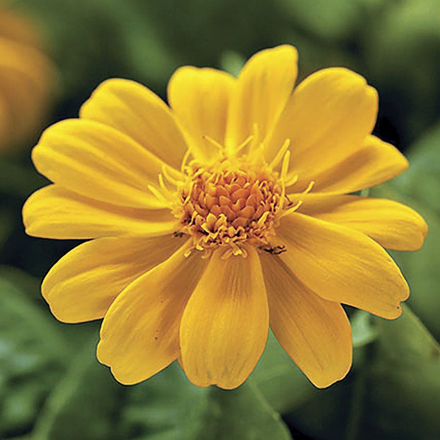 Jackpot Gold™ Melampodium Seeds