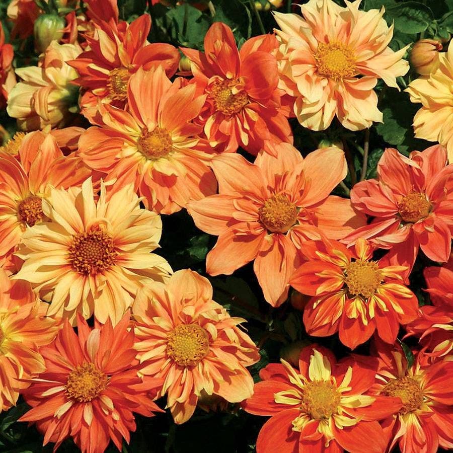 dahlia sunny reggae seeds 'Sunny Reggae' Dahlia Seeds