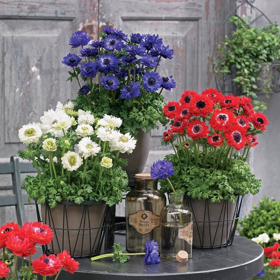 anemone seeds planting Harmony Double Mix Anemone Seeds – Park Seed