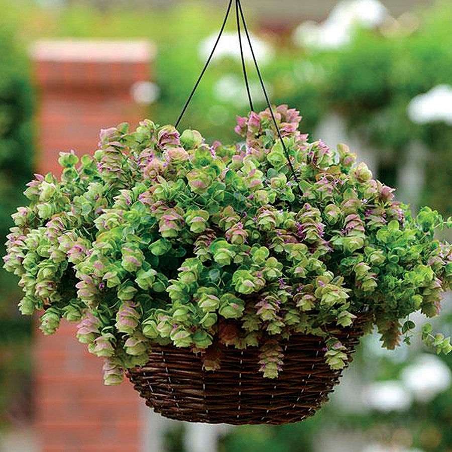 oregano succulent plant Kirigami Ornamental Oregano Seeds