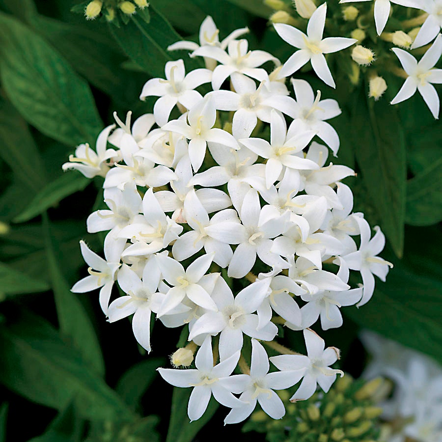 penta flower seeds Lucky Star® White Pentas Seeds