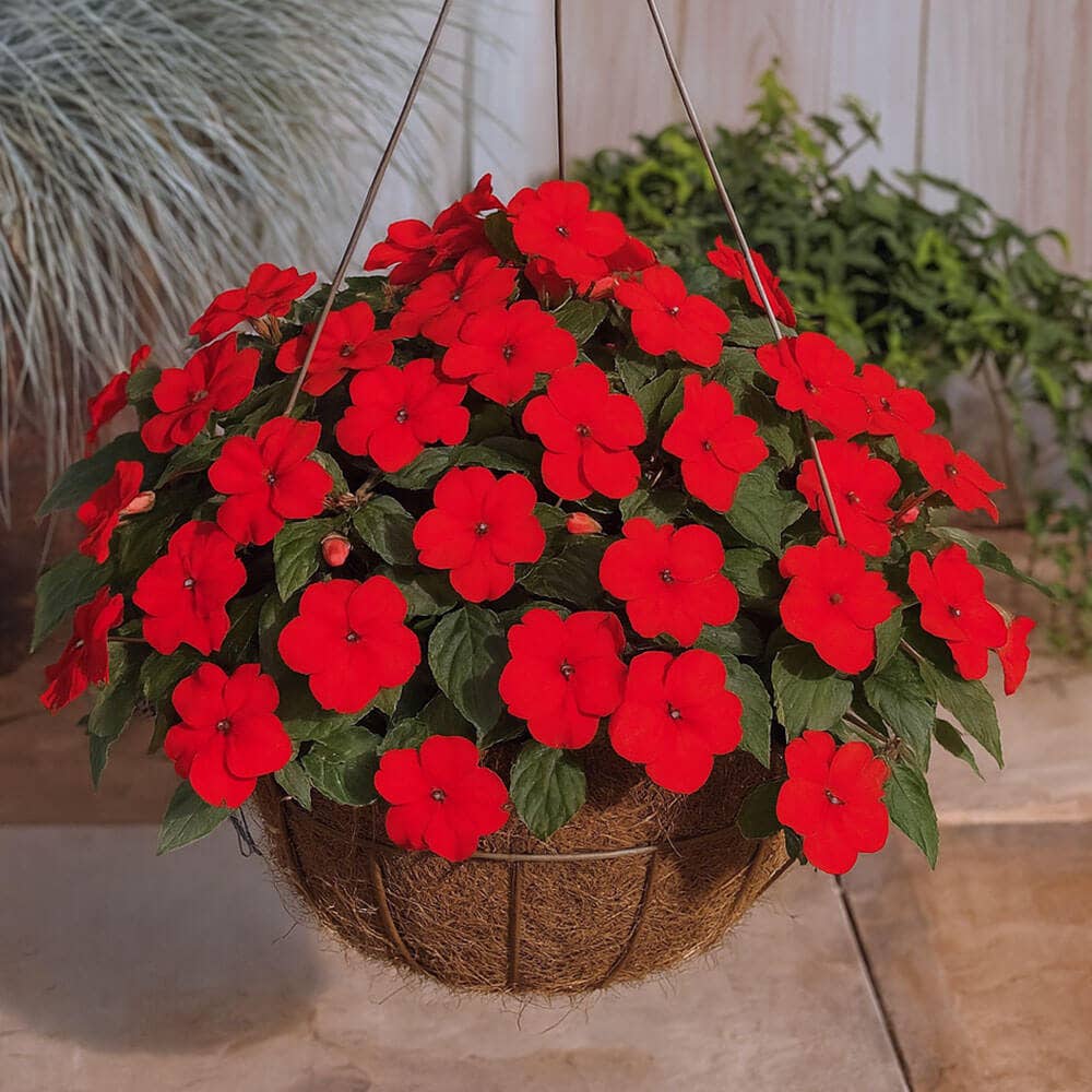 Park Seed Shady Lady II Cherry Red Hybrid Impatiens Seeds