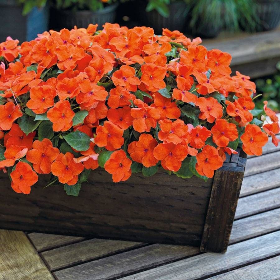 impatiens flower seeds Park Seed Shady Lady II Orange Hybrid Impatiens Seeds