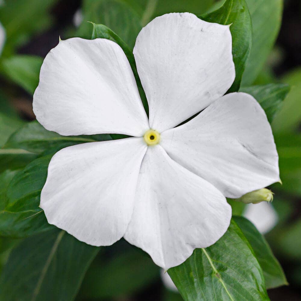 Park Seed Shady Lady II White Hybrid Impatiens Seeds