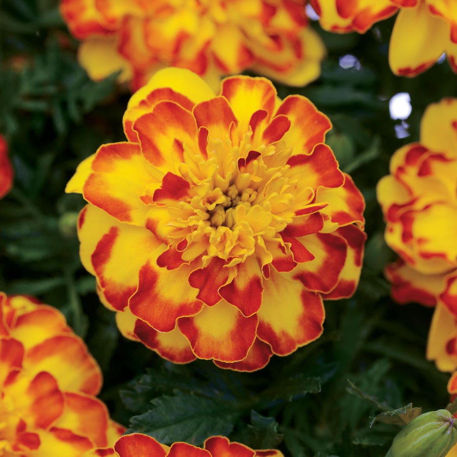 flamenco strawberry seeds Flamenco Marigold Seeds – Park Seed