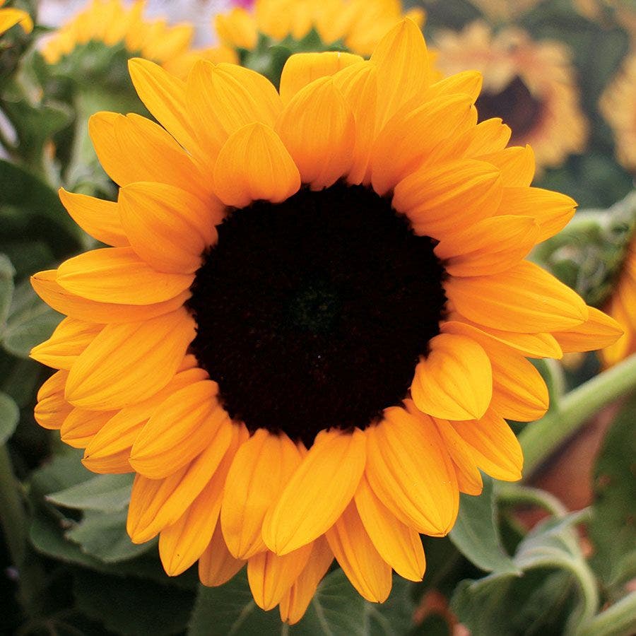 Vincent's® Choice Hybrid Sunflower Seeds